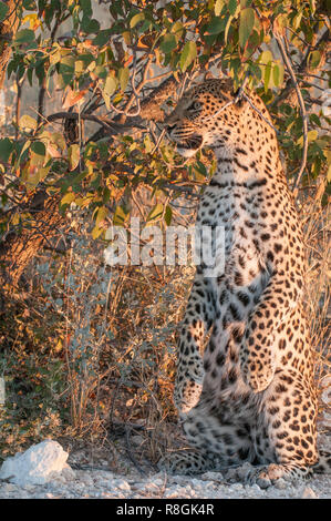 Männliche Leopard in den frühen Morgenstunden Stockfoto