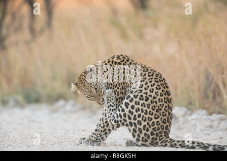 Männliche Leopard in den frühen Morgenstunden Stockfoto