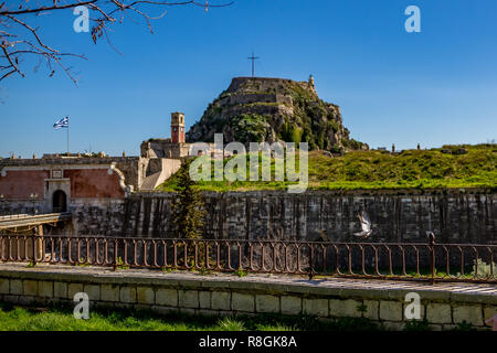 Single pigeon vor der Festung von Korfu in einer Landschaft Frühling fliegen bei Kerkira Insel, Griechenland mit klarem, blauem Himmel und teilweisen Blick auf die Anci Stockfoto