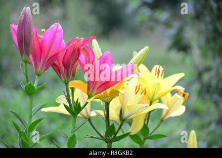 Lilien in Tropfen Wasser nach dem Regen Stockfoto