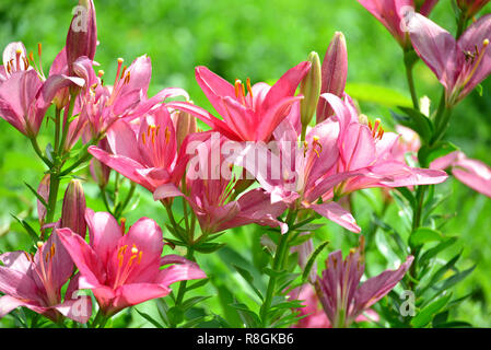 Lilien in Tropfen Wasser nach dem Regen Stockfoto