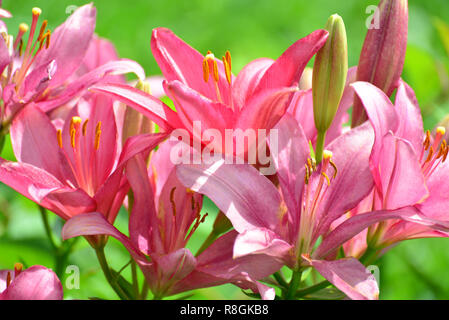 Lilien in Tropfen Wasser nach dem Regen Stockfoto