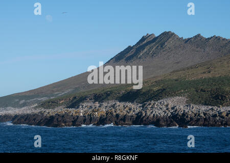 Vereinigtes Königreich, Falkland Inseln, West Falkland Inseln, Kirchturm, Jason Jason. Ocean View der größten schwarzen der tiefsten Albatross Kolonie in der Falklan Stockfoto