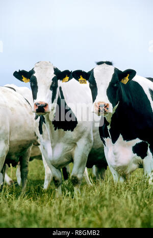 Holstein Kühe grasen in grünen Weide, Mitte Juli, Stockfoto