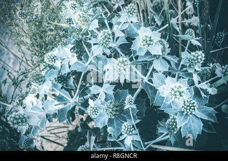 Eryngium. Eine wachsende Anlage am Meer. dornige Busch Stockfoto