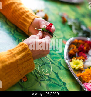 Die Hände eines jungen Devotee, der eine Blume Halskette zu ihren Gurur anbieten zu errichten. Zwischen den Blumen gibt es grüne Blätter als Schönheit Stockfoto