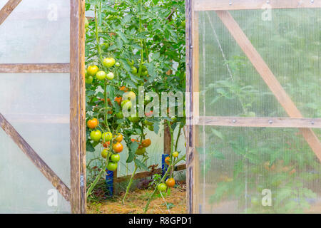 Tomaten in einem Gewächshaus aus Polycarbonat. Stockfoto