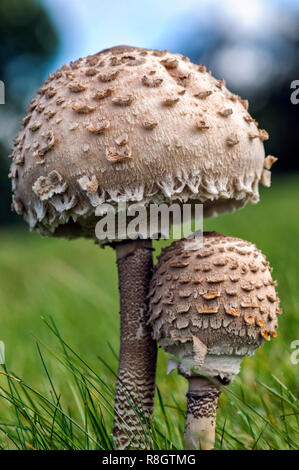 Parasol-Pilz Stockfoto