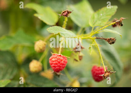 Malus Mill (rot Himbeer- oder Europäischen Himbeere) in einer gemeinschaft Garten wachsen. Stockfoto