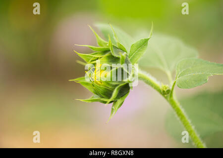 Eine Sonnenblume (Helianthus) im Profil, die als Blume beginnt sich zu öffnen. Stockfoto
