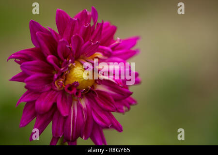 Ein rosa Chrysanthemum morifolium (Dendrathema) wachsen in einem Garten. Stockfoto