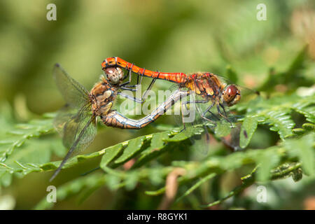 Paar Paarung Common Darter Libellen (Sympetrum striolatum) auf Bracken. Tipperary, Irland Stockfoto