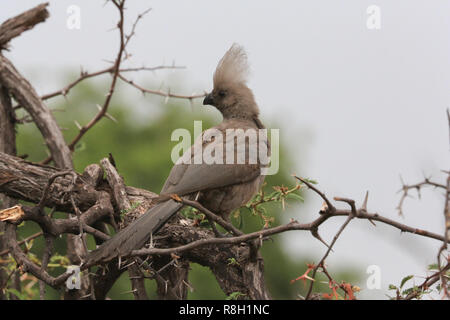 Grau-weg-Vogel in einem Baum im Moremi Game Reserve, Nord-west, Botswana sitzen. Stockfoto