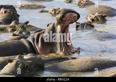 Ein großes Nilpferd ist Gähnen (weit geöffneten Mund) in einem Fluss pool im Serengeti National Park, Tansania. Stockfoto