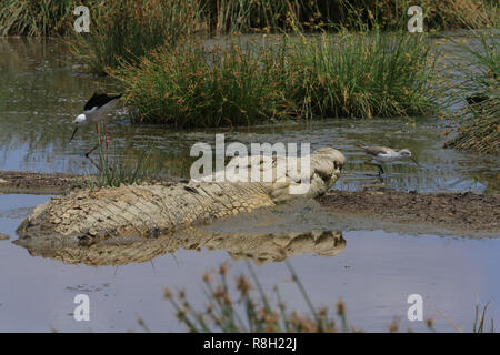 Eine Nil Krokodil ist sonnen sich in einem kleinen Teich in der Serengeti National Park, Tansania, mit zwei Vögel in der Nähe. Stockfoto