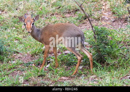 Dik Dik in der Serengeti National Park, Tansania. Es steht neben einer Hütte in der Serengeti Serena Lodge. Stockfoto