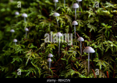 Frosty Motorhaube Pilze wachsen in einer kleinen Gruppe an einem alten Baumstumpf mit dicken grünen Moos als Hintergrund Stockfoto