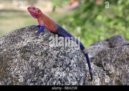 Ein männlicher Rothaarige rock Agama sitzen auf den Felsen am Naabi Hill im Serengeti National Park, Tansania. Stockfoto