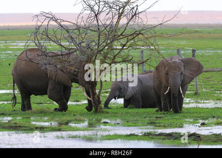 Drei Elefanten füttern in einem Feuchtgebiet in der Amboseli National Park, Kenia. Stockfoto