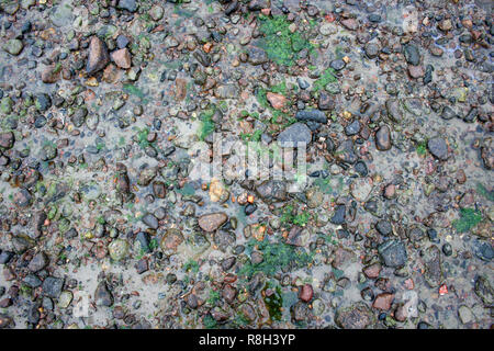 Sea Sand Textur aus der Schale und Stein Stücke an der Küste Stockfoto