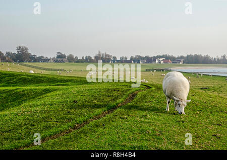 Schafe auf dem Gras Deich am Ufer des ehemaligen Zuiderzee Mündung, jetzt See IJsselmeer, in der Nähe der Stadt Hindeloopen Stockfoto