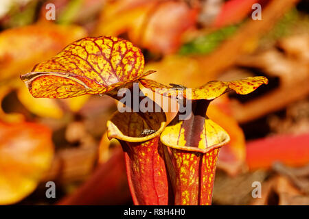 Gelbe Krug Mund mit OPERCULUM einer kannenpflanze - Sarracenia flava, zwei auf den Blumen fliegen, die Operculum ist gelb mit roten Flecken, auf den Fokus Stockfoto