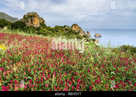 Bereich der leuchtend roten Blüten mit Scopello des Stacks und Golf von Castellamare im Hintergrund, Sizilien, Italien Stockfoto