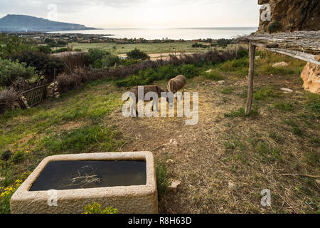 Zwei Esel auf der Open-air Museum von Mangiapane Höhle, wo Traditionen und das Leben im ländlichen Raum in Sizilien, Custonaci, Italien zeigte sind Stockfoto