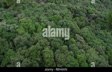 Dichten Wald, Luftaufnahme Stockfoto