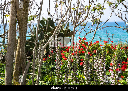 Mediterrane Pflanzen und roten Blüten mit dem Meer im Hintergrund. Foto bei Selinunte Archäologischen Park, Castelvetrano, Provinz Trapani, Sizilien, Stockfoto