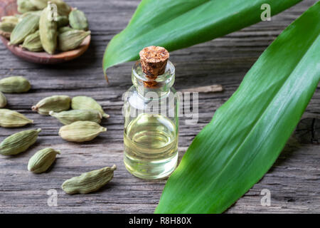 Eine Flasche Öl mit ganzen Kardamom Samen und frische Pflanze Stockfoto