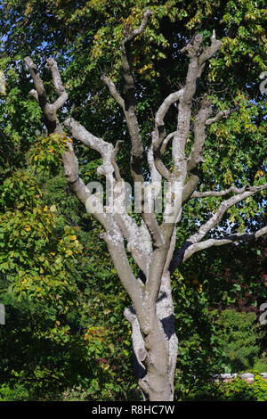 Vielleicht Baumstamm Buche (Fagus sylvatica) im frühen Herbst. Natürliche Wälder Hintergrund. Alte Aberdeen, Schottland, Großbritannien. Stockfoto