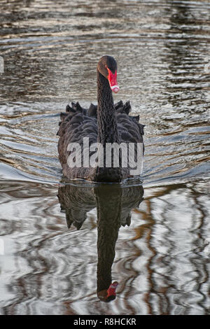 Schwarzer Schwan spiegelt sich auf See im Winter Licht Stockfoto