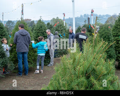 Käufer durchsuchen für natürliche Weihnachtsbäume an Pronzini baum Markt mit Baum im Vordergrund. Stockfoto