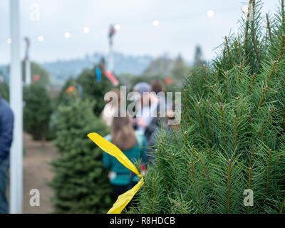 In der Nähe von Douglas Tanne Weihnachtsbaum am Markt mit Gönner shopping Stockfoto