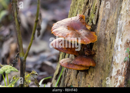 Pilze Pilz gelb braun Halterung oder Regal Vielfalt wächst an der Seite der Baumstamm in Tiers. Stockfoto