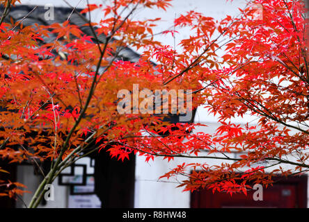 Nanjing in der chinesischen Provinz Jiangsu. 15 Dez, 2018. Foto am Dez. 15, 2018 zeigt rote Ahornblätter an Qingliang Mountain Park in Nanjing, der Hauptstadt der Provinz Jiangsu im Osten Chinas. Credit: Yang Suping/Xinhua/Alamy leben Nachrichten Stockfoto