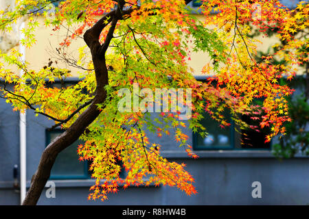 Nanjing in der chinesischen Provinz Jiangsu. 15 Dez, 2018. Foto am Dez. 15, 2018 zeigt eine Ahorn Baum an Hohai University in Nanjing, der Hauptstadt der Provinz Jiangsu im Osten Chinas. Credit: Yang Suping/Xinhua/Alamy leben Nachrichten Stockfoto