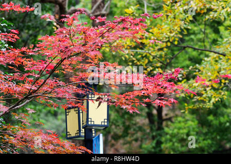 Nanjing in der chinesischen Provinz Jiangsu. 15 Dez, 2018. Foto am Dez. 15, 2018 zeigt rote Ahornblätter an Qingliang Mountain Park in Nanjing, der Hauptstadt der Provinz Jiangsu im Osten Chinas. Credit: Yang Suping/Xinhua/Alamy leben Nachrichten Stockfoto