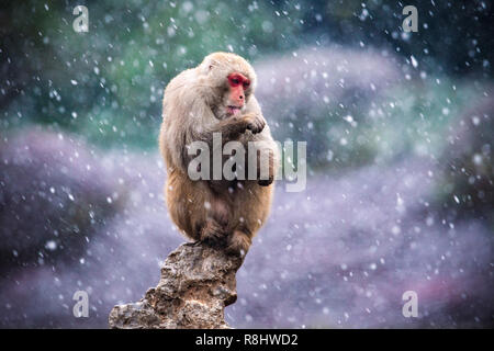 (181216) - Peking, Dez. 16, 2018 (Xinhua) - ein Macaque hat Spaß im Schnee mit der hongshan Forest Zoo in Nanjing, die Hauptstadt der ostchinesischen Provinz Jiangsu, Dez. 9, 2018. (Xinhua / Su Yang) Stockfoto