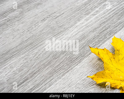 Ein echter maple leaf mit leuchtend gelben Farbe Festlegung in der Ecke des Bildes und isoliert auf einem Hintergrund von grauen Holz Textur Bodenbeläge eine Bea Stockfoto