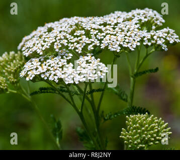 Schafgarbe (Achillea millefolium) in Central Virginia Mitte Mai Stockfoto