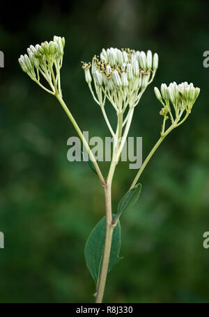 Blass indischer Wegerich (Arnoglossum atriplicifolium) Anfang Juli in Central Virginia Stockfoto