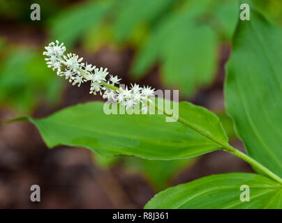 Der falsche Salomo Dichtung (smilacina Racemosa), genannt auch Salomos Plume, Treacleberry und falsche Narde, in Wäldern im Frühling im Central Virginia Stockfoto