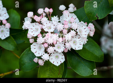 Mountain Laurel (Kalmia latifolia) in den Bergen der Central Virginia im Frühjahr. Beachten Sie, dass innerhalb jeder Blume, die Pollen produzierenden Antheren gehalten werden wit Stockfoto