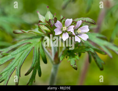 Carolina cranesbill (Geranium carolinianum) im Frühling im Central Virginia. Stockfoto