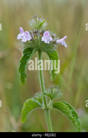 Wildes Basilikum (Clinopodium vulgare) Anfang Juli in Central Virginia Stockfoto