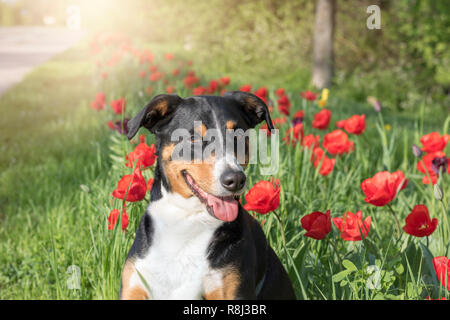 Appenzeller Sennenhund in blühenden Tulpen Stockfoto