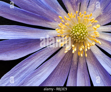 Close-up (Makro) von Blue Star Anemone (Anemone blanda) blühen. Lavendel Kelchblätter umschließen den reproduktiven Teile: antheren, staubgefäßen, Blütenstempel, Narben, f Stockfoto