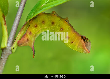 Larve (Caterpillar) von Hummingbird clearwing Motte (Hemaris thysbe) ruht auf viburnum Bush (Viburnum nudum) - dieser Arten" am häufigsten. Stockfoto